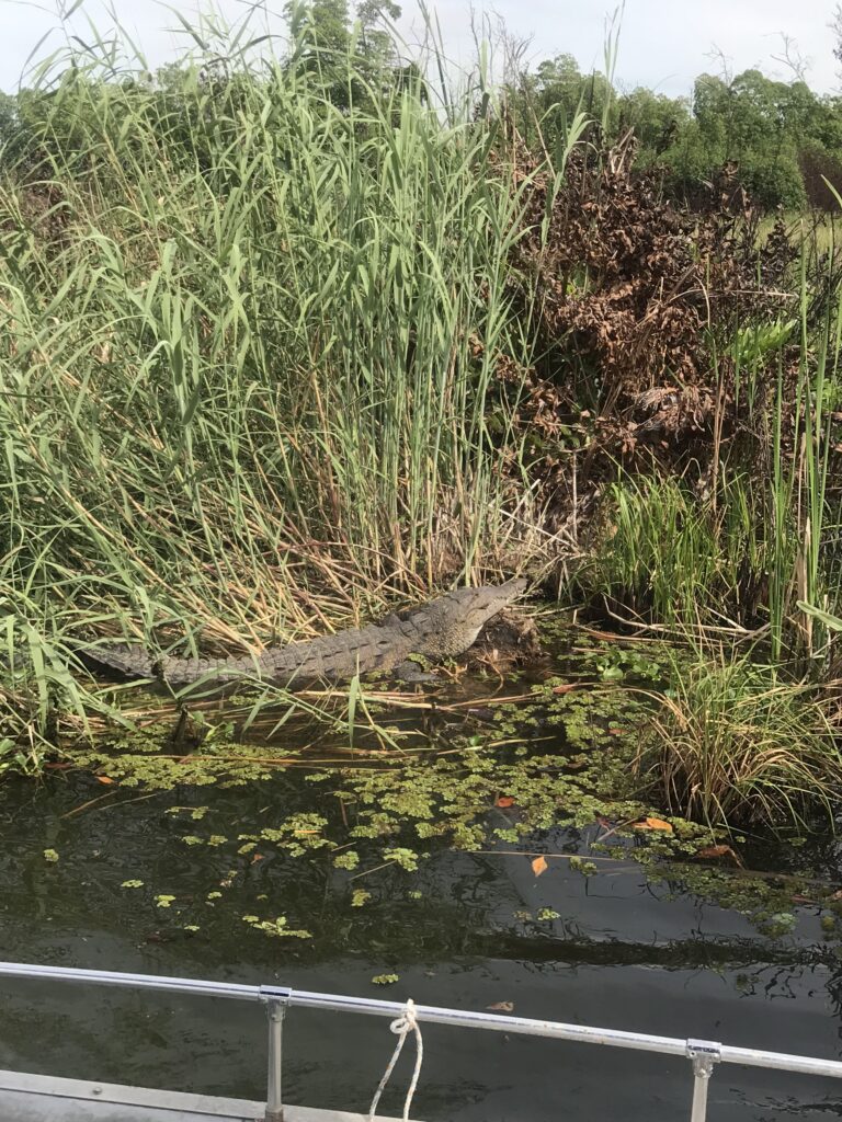 Close up of Crocodile in the Black River Safari