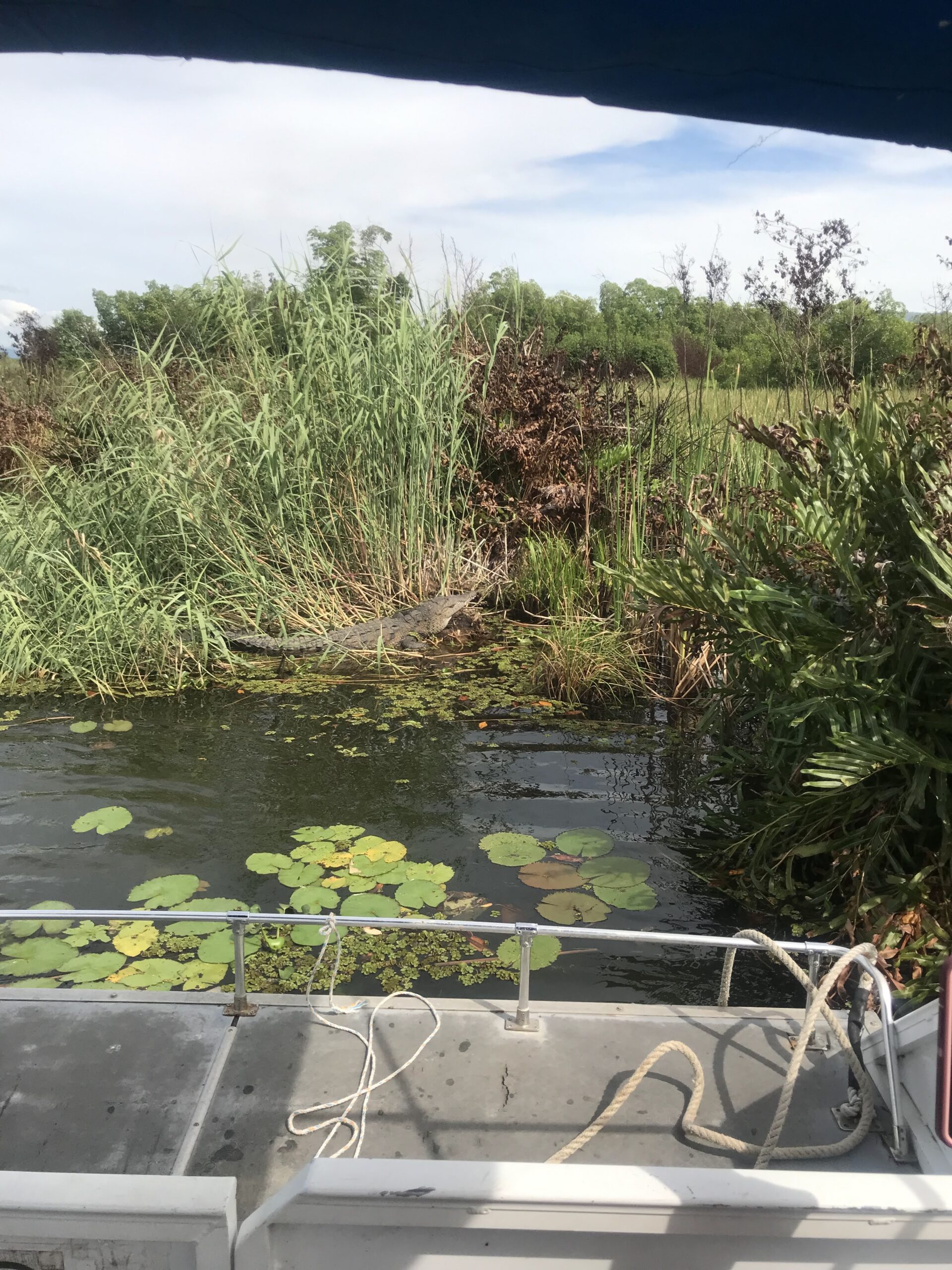black river safari tour