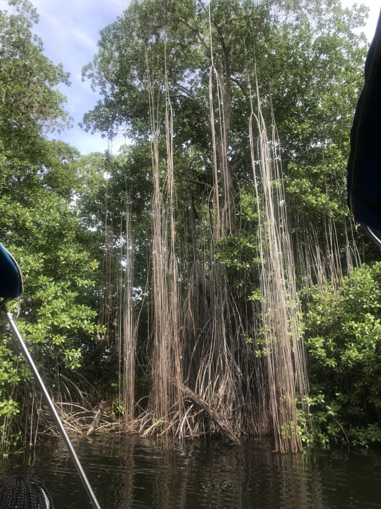 mangroves in black river safari
